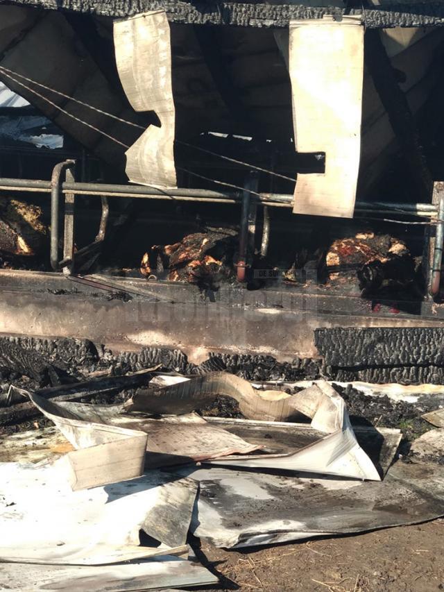 Peste 30 de vaci au ars de vii la o fermă a primarului din Bosanci