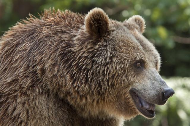 Un urs de 400 de kg, ”pieton” la Pojorâta pe drumul european 58