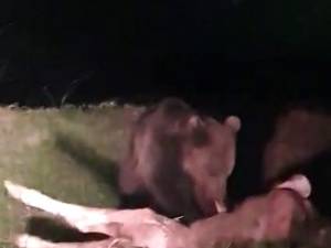 Ursul de la Pojorâta, filmat în timp ce devora un vițel