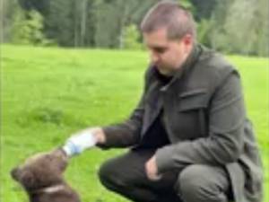 Un pui de urs de trei luni, abandonat de mamă, a fost găsit la Mălini