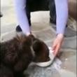 Un pui de urs de trei luni, abandonat de mamă, a fost găsit la Mălini