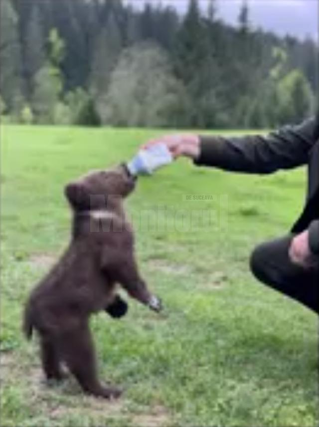 Un pui de urs de trei luni, abandonat de mamă, a fost găsit la Mălini