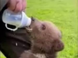 Puiul de urs în timp ce este hrănit de angajaţi ai Ocolului Silvic Mălini