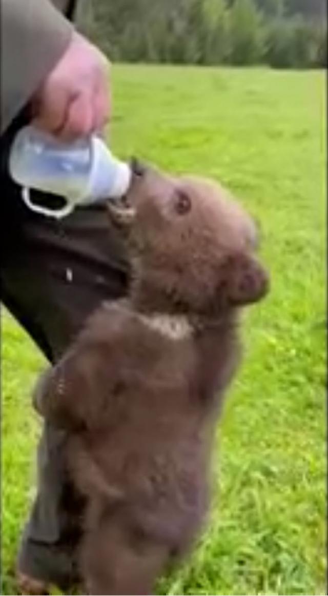 Puiul de urs în timp ce este hrănit de angajaţi ai Ocolului Silvic Mălini