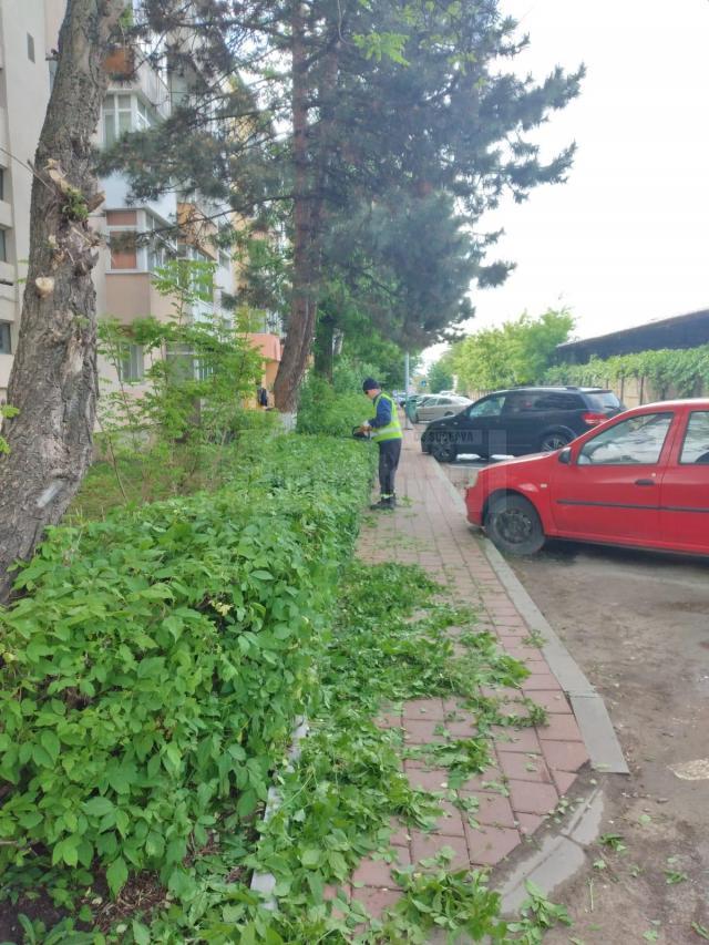 Activitatea de tuns-cosit a spațiilor verzi din municipiul Suceava continuă în perioada următoare, cu două echipe
