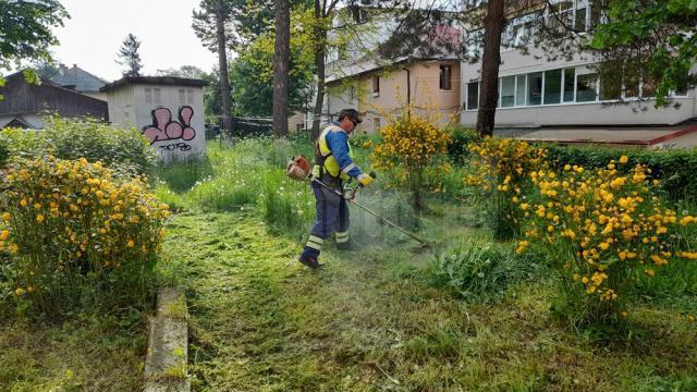 Programul acțiunilor de întreținere a spațiilor verzi, în municipiul Suceava