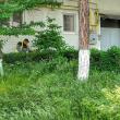 Programul acțiunilor de întreținere a spațiilor verzi, în municipiul Suceava