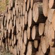 “Lemn românesc” – certificatul care va fi eliberat de către Asociaţia Forestierilor din România
