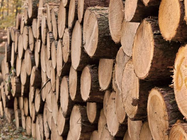“Lemn românesc” – certificatul care va fi eliberat de către Asociaţia Forestierilor din România