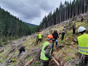 Aproape 1.300 de hectare de teren au fost împădurite cu puieți de arbori produși în pepinierele proprii, de către Direcția Silvică Suceava