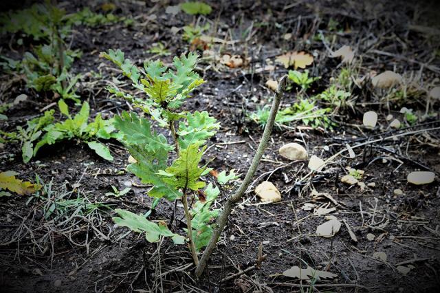 1.300 de hectare de teren, împădurite de Direcția Silvică Suceava în această primăvară