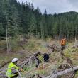 1.300 de hectare de teren, împădurite de Direcția Silvică Suceava în această primăvară