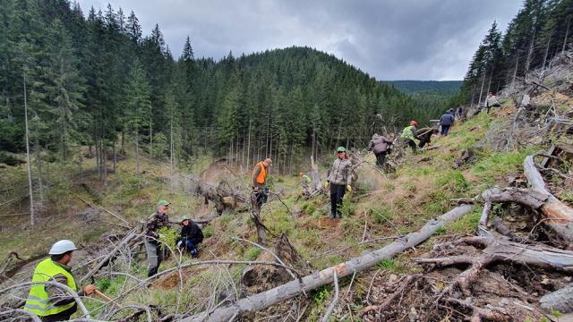 1.300 de hectare de teren, împădurite de Direcția Silvică Suceava în această primăvară