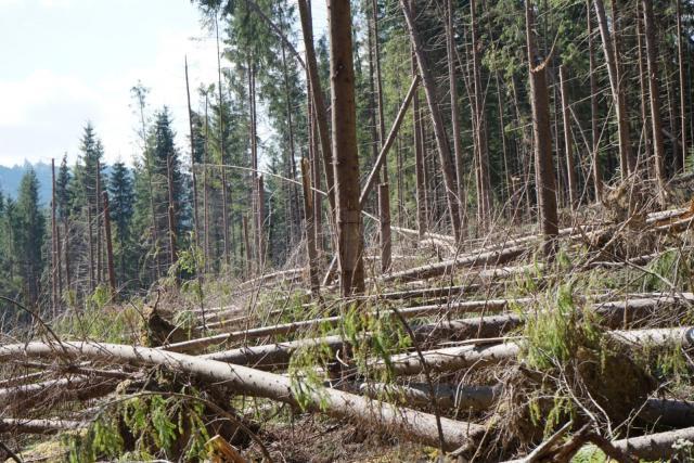 Banii vor fi investiţii în echipamente pentru îndepărtarea lemnului afectat de fenomenele meteo extreme şi dăunătorii biotici, cum este gândacul de scoarţă