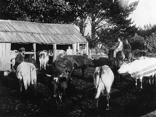 „Sectorul zootehnic”