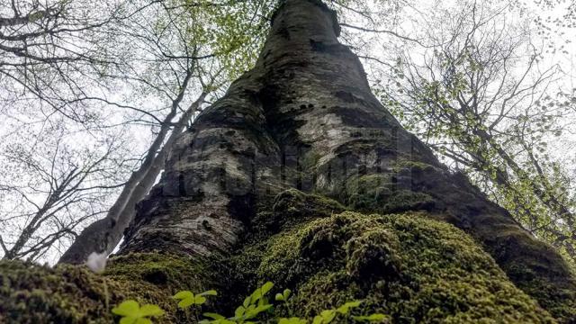 Fotografii participante la concursul de fotopractică de la Facultatea de Silvicultură din Suceava