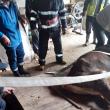 O vacă a căzut într-un beci și a fost nevoie de intervenția pompierilor pentru a fi salvată