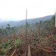 Pădure distrusă de vânt la Bobeica