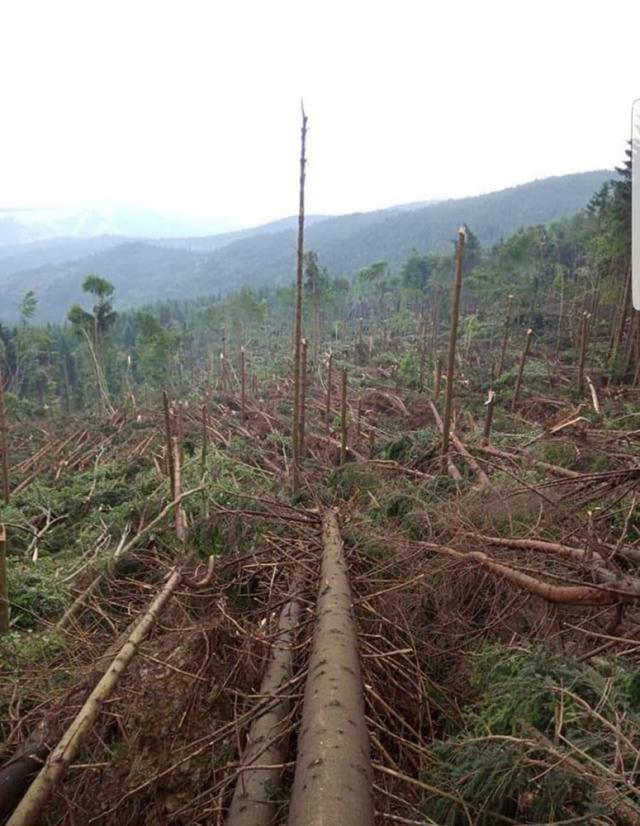 Pădure distrusă de vânt la Bobeica