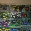 La Muzeul de Științele Naturii Suceava a fost deschisă luni expoziția „Nestematele verzi ale naturii”, fotografie și plante vii