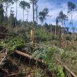 Mii de arbori smulși din pământ sau rupți ca bețele de chibrit, la Poiana Micului