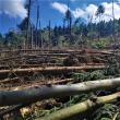 Mii de arbori smulși din pământ sau rupți ca bețele de chibrit, la Poiana Micului