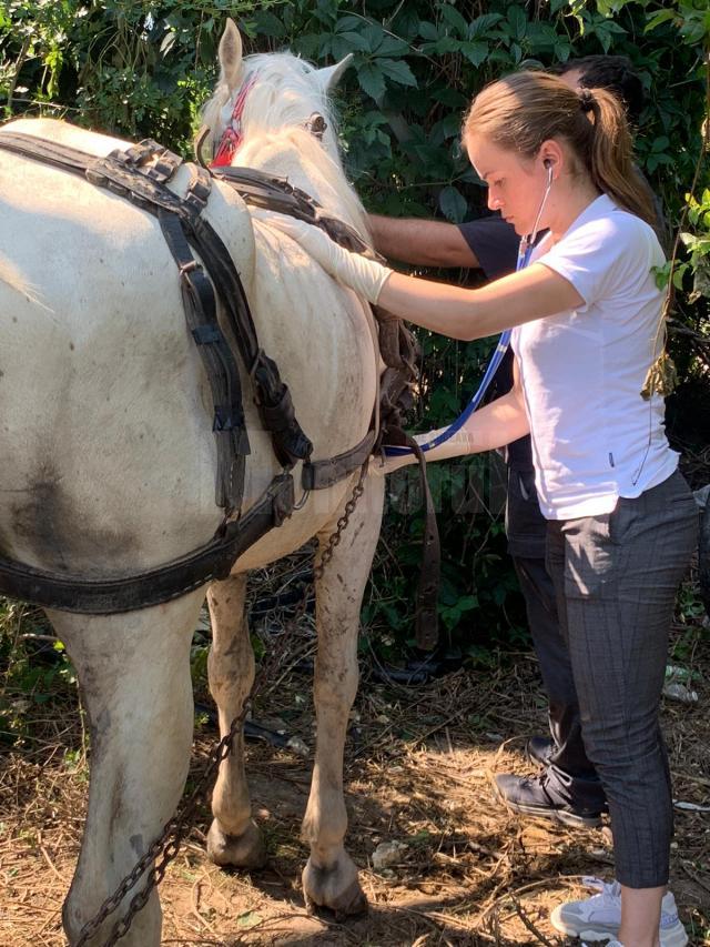 Hoții de fier vechi au abandonat trei cai pe un câmp din Suceava