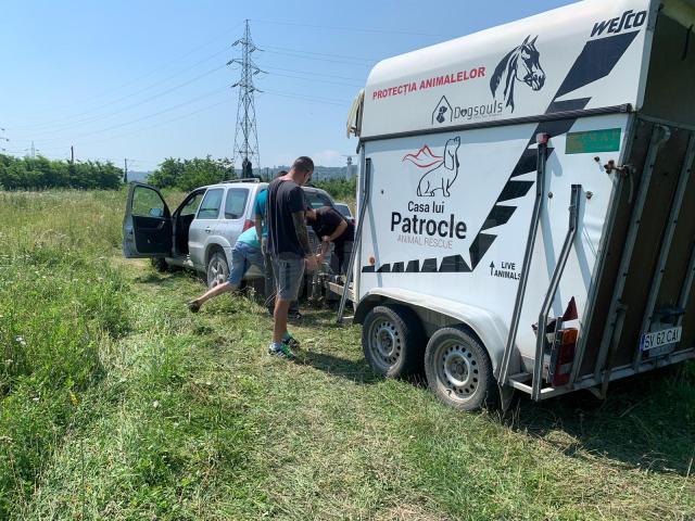 Hoții de fier vechi au abandonat trei cai pe un câmp din Suceava