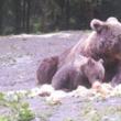 Călugăr mușcat de o ursoaică cu pui, în apropiere de pârtia Rarău
