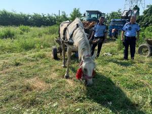 Hoții de fier vechi au abandonat trei cai pe un câmp din Suceava