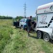 Hoții de fier vechi au abandonat trei cai pe un câmp din Suceava