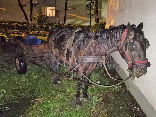 Polițiștii au găsit calul, căruța, nu și pe proprietar