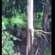 Ursoaica captivă într-un laț metalic, la Broșteni