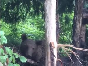Ursoaica captivă într-un laț metalic, la Broșteni