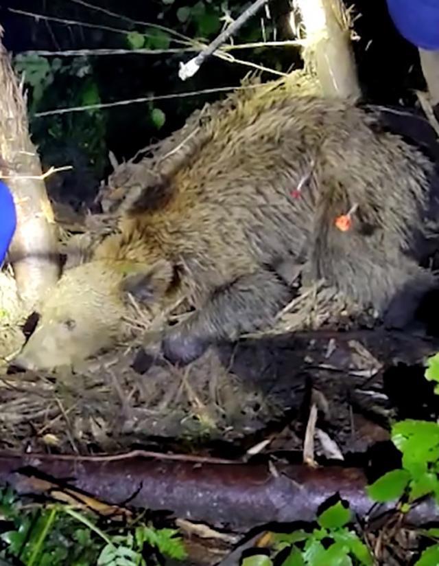 Operațiunea de eliberare a unei ursoaice prinsă într-un laț metalic, la Broșteni