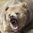 Un urs a atacat oameni ca-n filmele de groază – a ucis un cioban, iar pe al doilea l-a mutilat