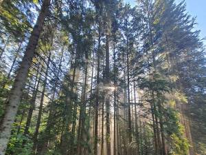 Gestionarea eficientă a pădurilor se face prin păstrarea unui echilibru între cei trei piloni - pilonul ecologic, pilonul economic și cel social