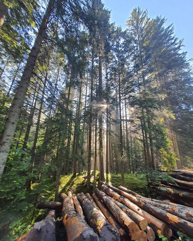 Gestionarea eficientă a pădurilor se face prin păstrarea unui echilibru între cei trei piloni - pilonul ecologic, pilonul economic și cel social