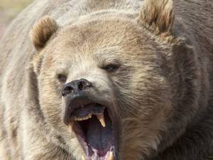 Oamenii spun că le este frică să mai iasă pe ulițe din cauza urșilor. Foto știrileprotv.ro