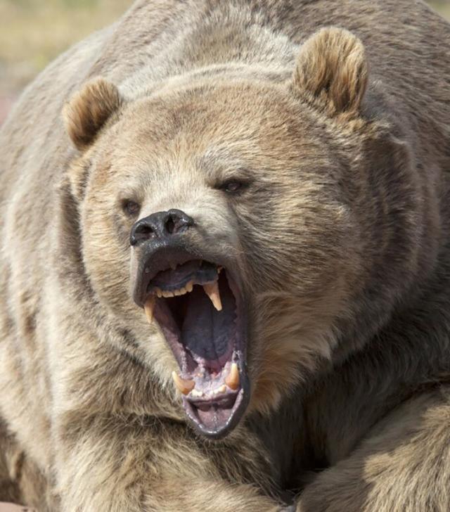 Oamenii spun că le este frică să mai iasă pe ulițe din cauza urșilor. Foto știrileprotv.ro