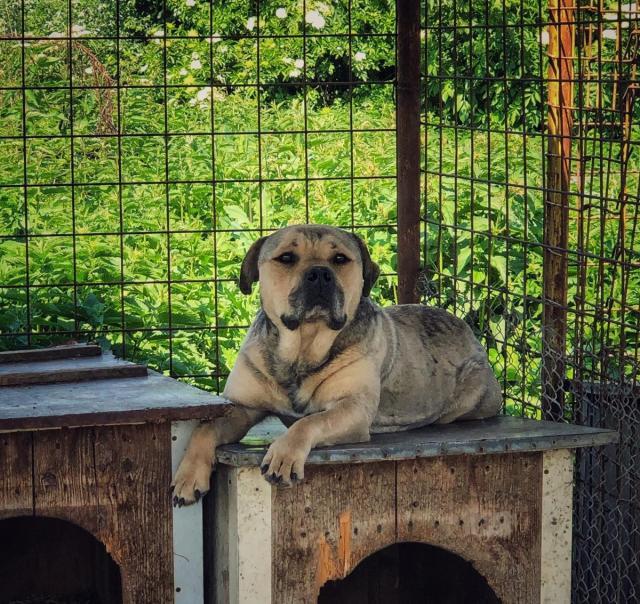 Anul acesta, 507 câini au ajuns în adăpostul din lunca Sucevei