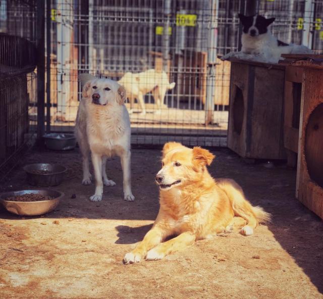 Anul acesta, 507 câini au ajuns în adăpostul din lunca Sucevei