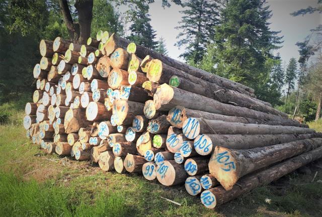Valorificarea masei lemnoase, pe picior sau lemn fasonat, se face doar printr-o platformă online, la Romsilva