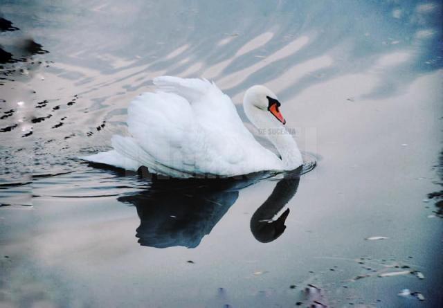 O lebădă grațioasă însuflețește lacul din zona de agrement Tătărași