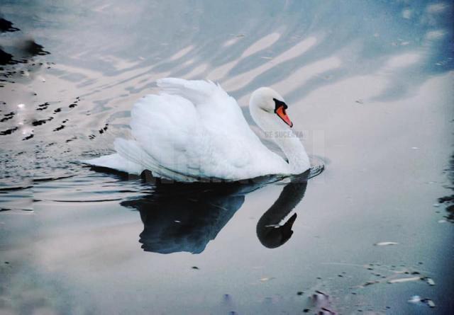 O lebădă grațioasă și un rățoi de rasă indiană alergătoare însuflețesc lacul din zona de agrement Tătărași