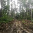 Drum creat pentru exploatarea ilegală a arborilor