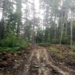 Drum creat pentru exploatarea ilegală a arborilor