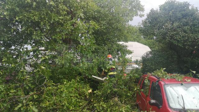 Maşina peste care a căzut un copac, la Rădăuţi