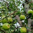 Pagube mari în livezile din zona Fălticeni, produse de grindină