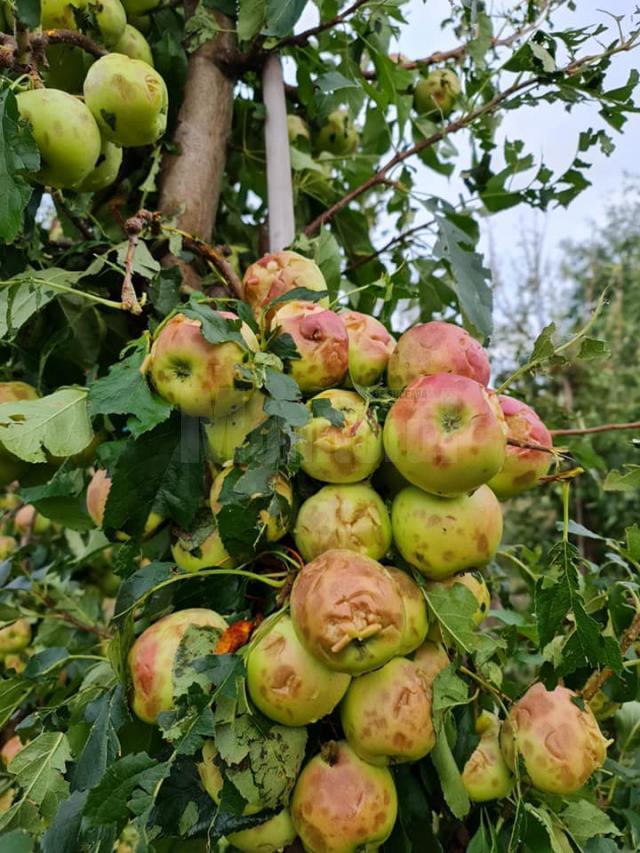 Pagube mari în livezile din zona Fălticeni, produse de grindină